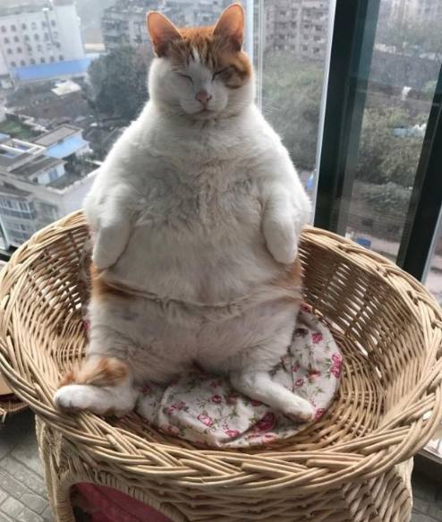 铲屎官没想到的是这只喵星人竟然这样都睡的着,可能是因为看主人躺着