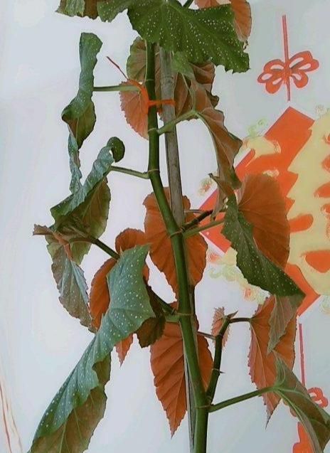 竹节海棠花一节一节爬咔嚓剪2节扦插10盆花花美叶更美