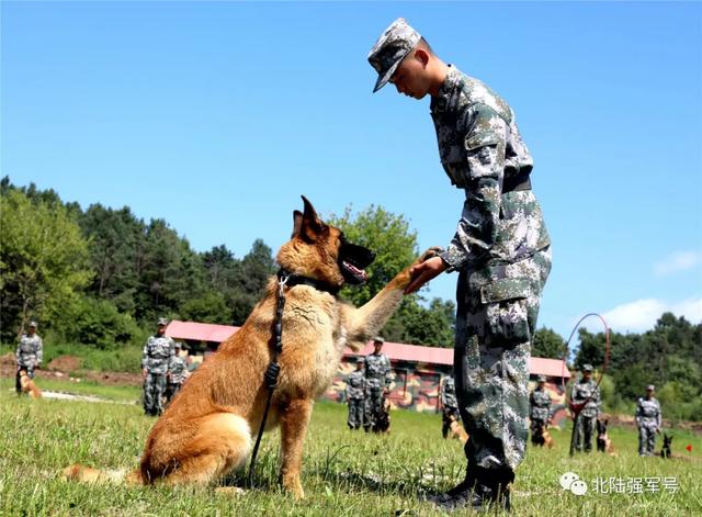 兄弟,等你退役了,我给你养老|养老|军犬|引导员_新浪新闻