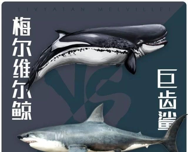 虽然鲨鱼很凶猛,但他从未能够主宰海洋,大自然总是会制造他的天敌