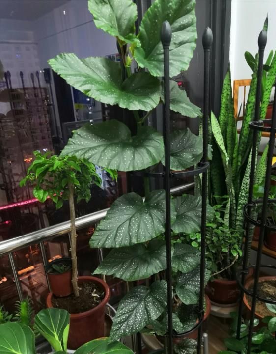 竹节海棠花一节一节爬咔嚓剪2节扦插10盆花花美叶更美