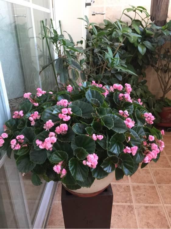 玻璃翠优秀的室内盆栽绿植全年都开花种植很容易值得入手