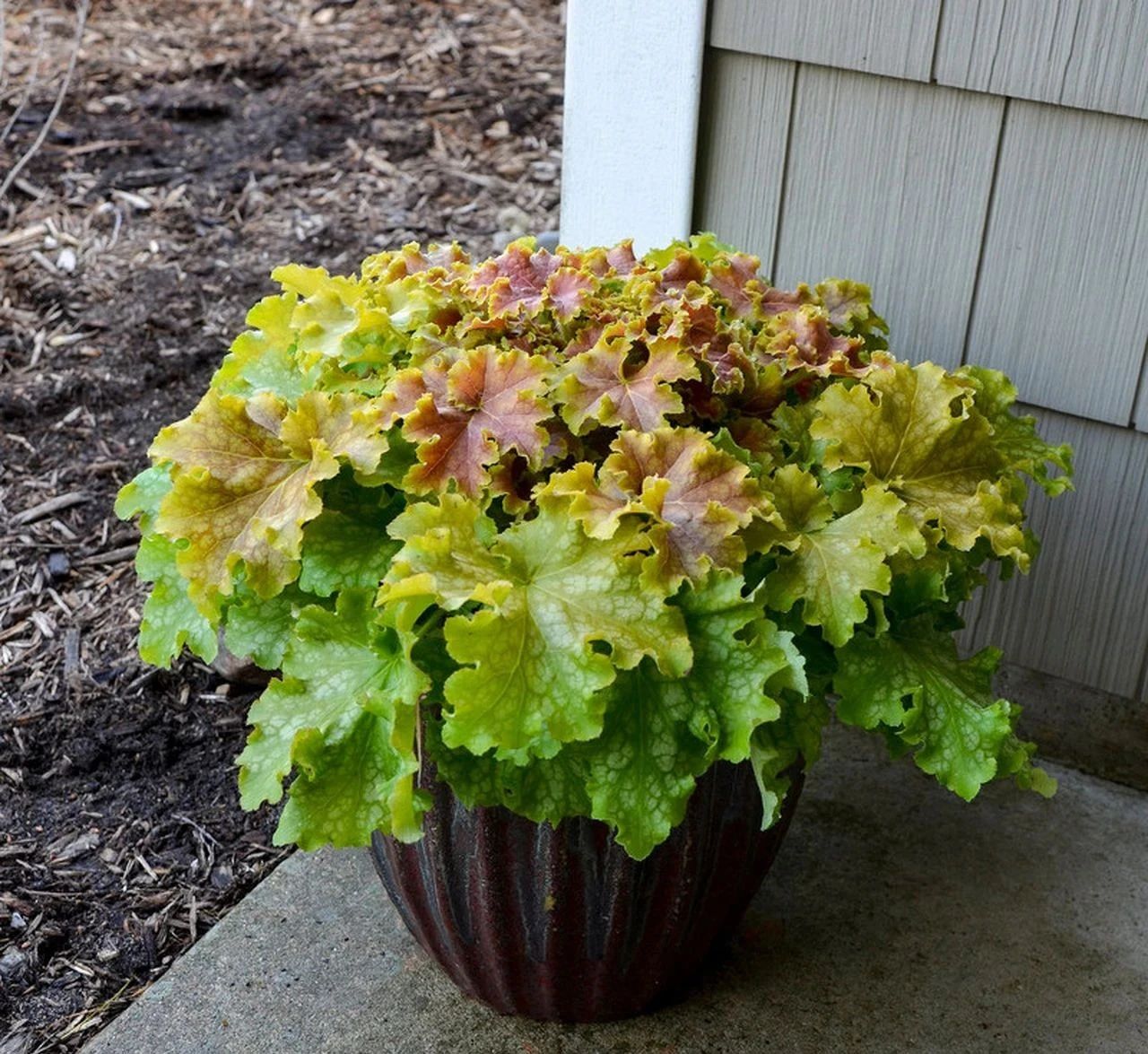 零下10多度可轻松存活的矾根,东北地区都能养,就是有点怕热|存活|盆栽