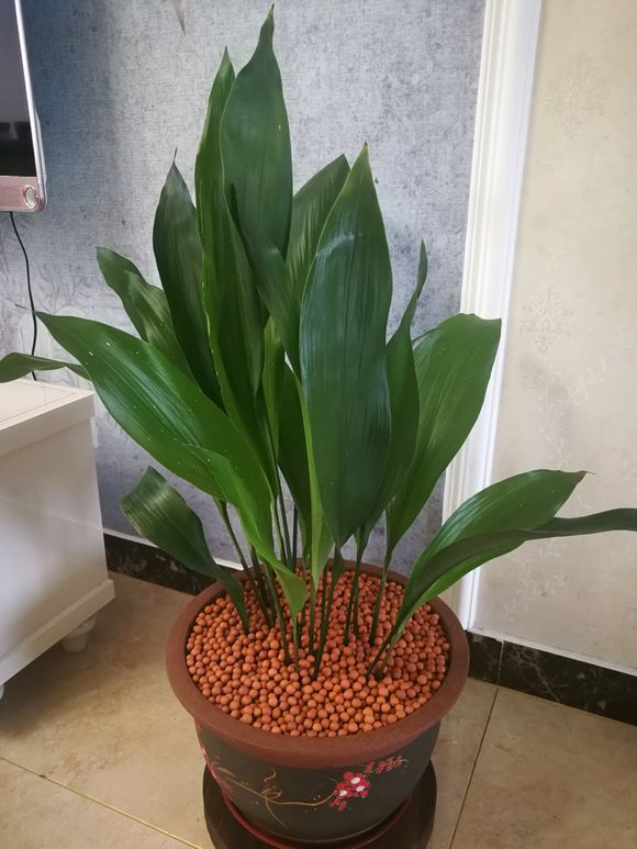 一叶兰四季常青3点养护方法2点养护技巧教你养的翠绿挺拔