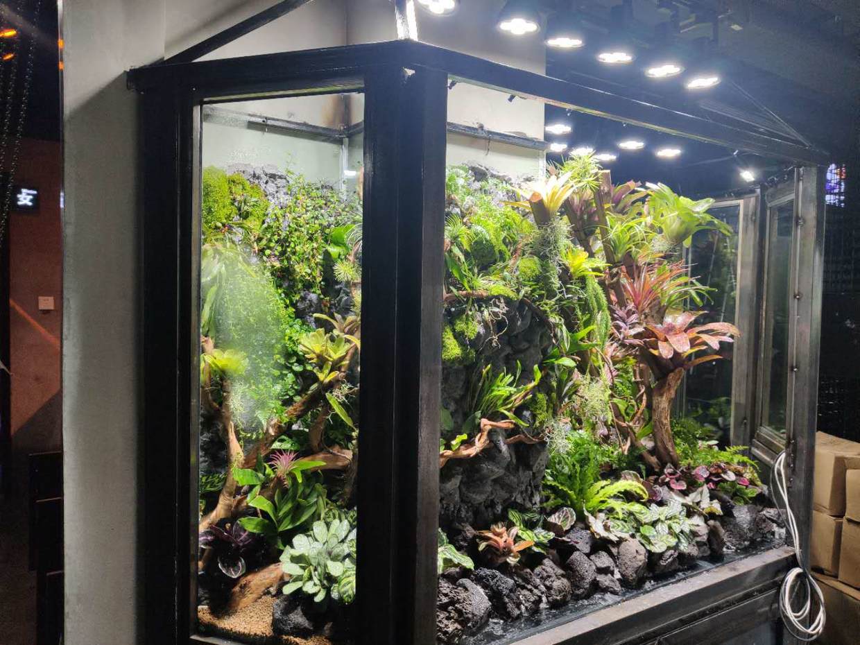 长沙四面观景异形雨林缸制作流程分享|植来植趣