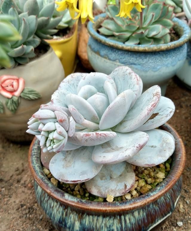 盆栽多肉植物雪莲品种特征栽培繁殖