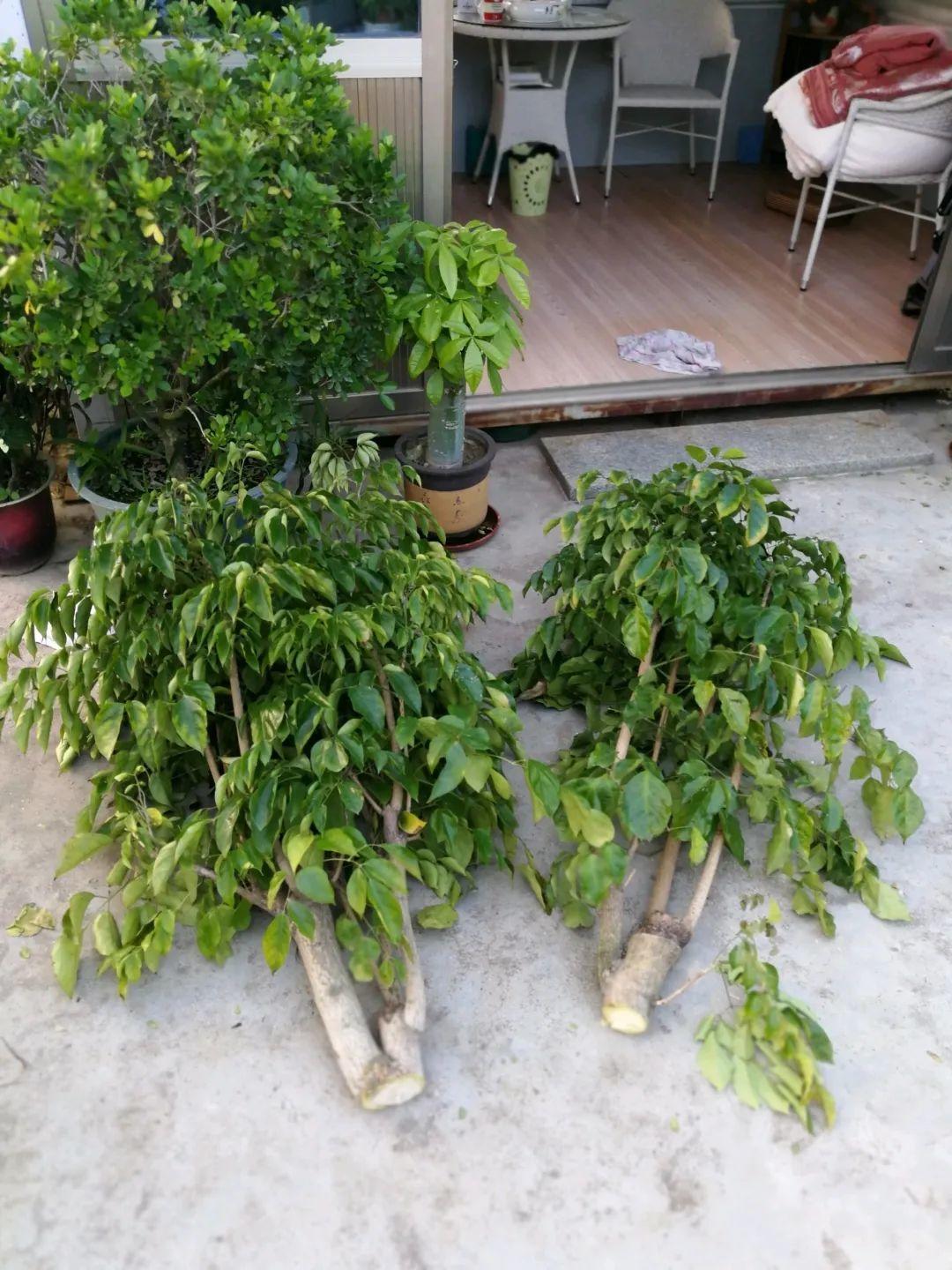 幸福树长太高拦腰砍1刀效果竟然这么好