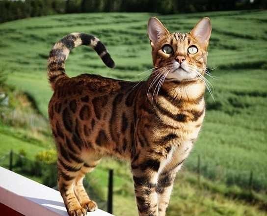 读完这些,你应该对猫有更多的了解|猫|俄罗斯蓝猫|宠物_新浪新闻