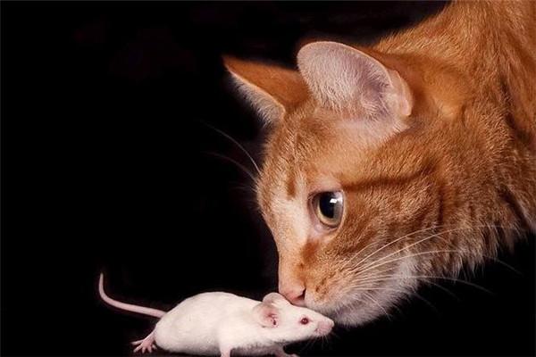 老鼠被狸花猫当成了玩具,结果吓得浑身颤抖,鼠:士可杀不可辱啊