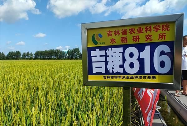 专家现场解惑|稻瘟病|水稻|吉林省_新浪新闻