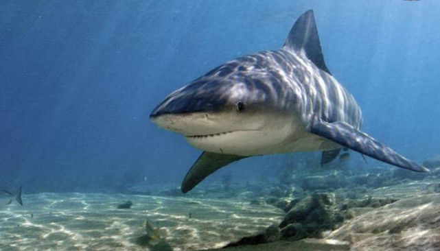 这种鲨鱼的名字叫做公牛鲨,公牛鲨的体型在鲨鱼的种类当中算不上大,最
