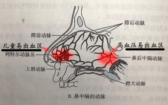鼻部血管解剖图图片