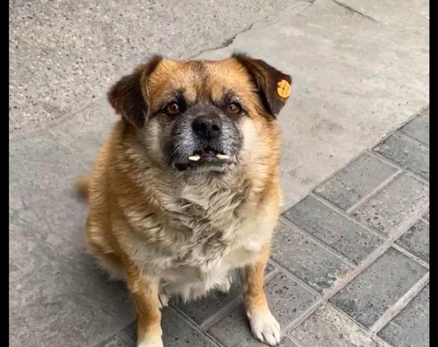 两只长相特殊的流浪狗,被小区居民照顾了10年,取名歪瓜与裂枣