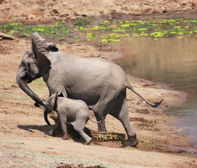 大象被鳄鱼咬住了鼻子正用力挣脱小象一个反应让人惊奇了