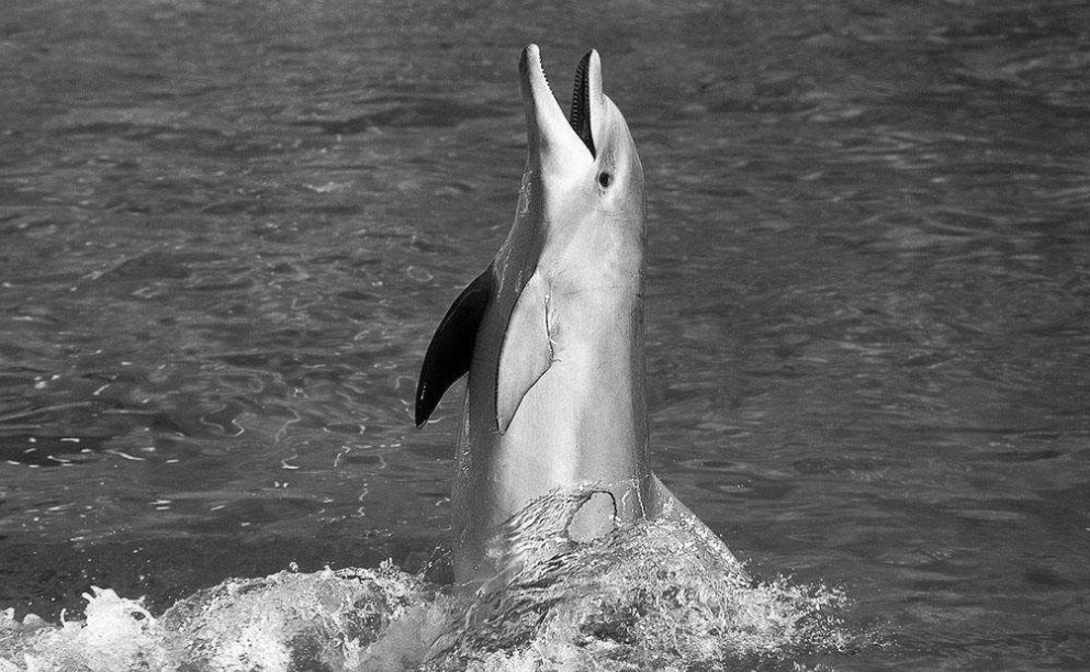 这条"海豚鱼"火了,世界只有一条,网友:此鱼已成仙!|海豚鱼|鱼|海豚_新