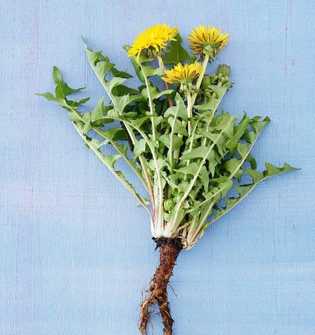 蒲公英药食兼用,最适合夏天吃,清热去火,不要错过啊!