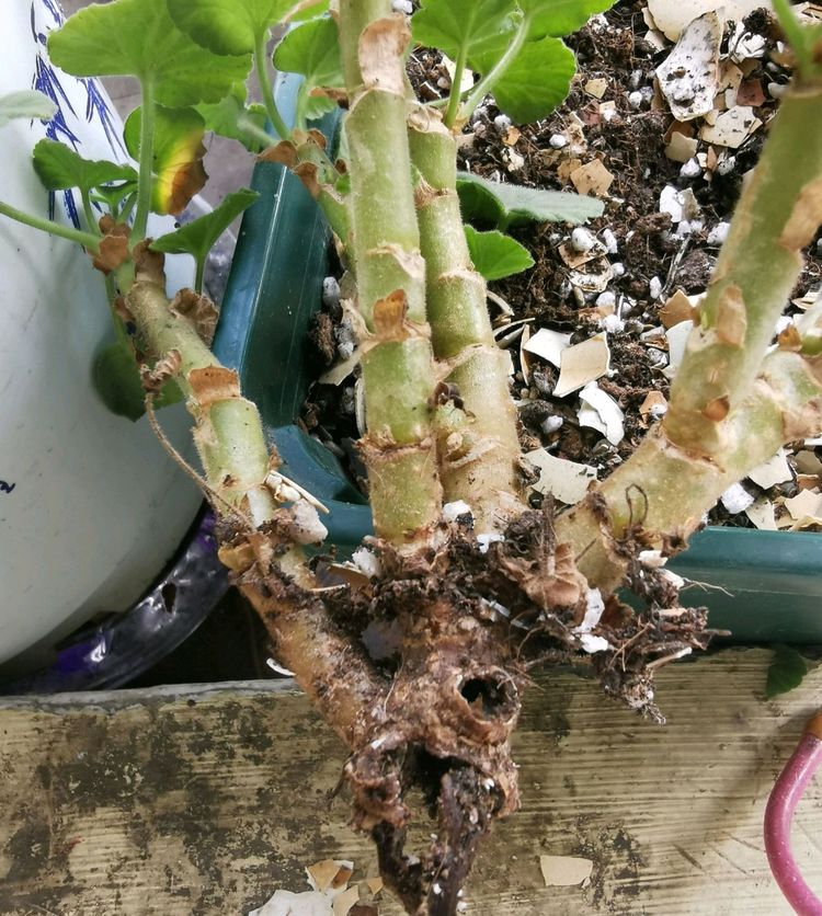 天竺葵烂根了,丢掉可惜,有什么好的方法度过秋老虎