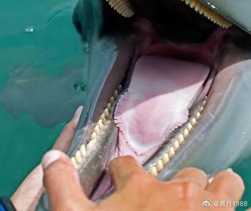 长得还挺别致海豚的小舌头@当时我就震惊了我终于明白了路飞有多不