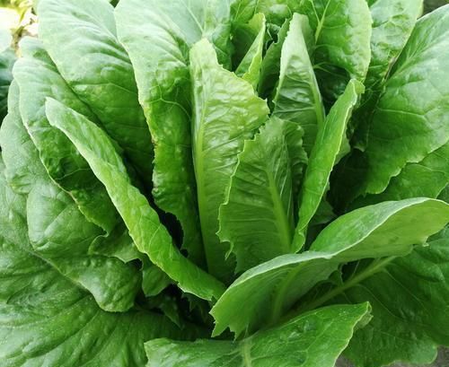 又一个生菜新品种,单株长似孔雀开屏,生长速度快,产量又高|生菜|孔雀