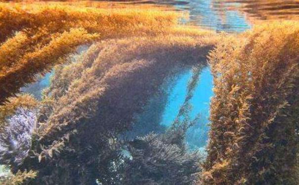 世界上最清澈的海域,透明度最高可达72米,却很少有船只靠近|马尾藻