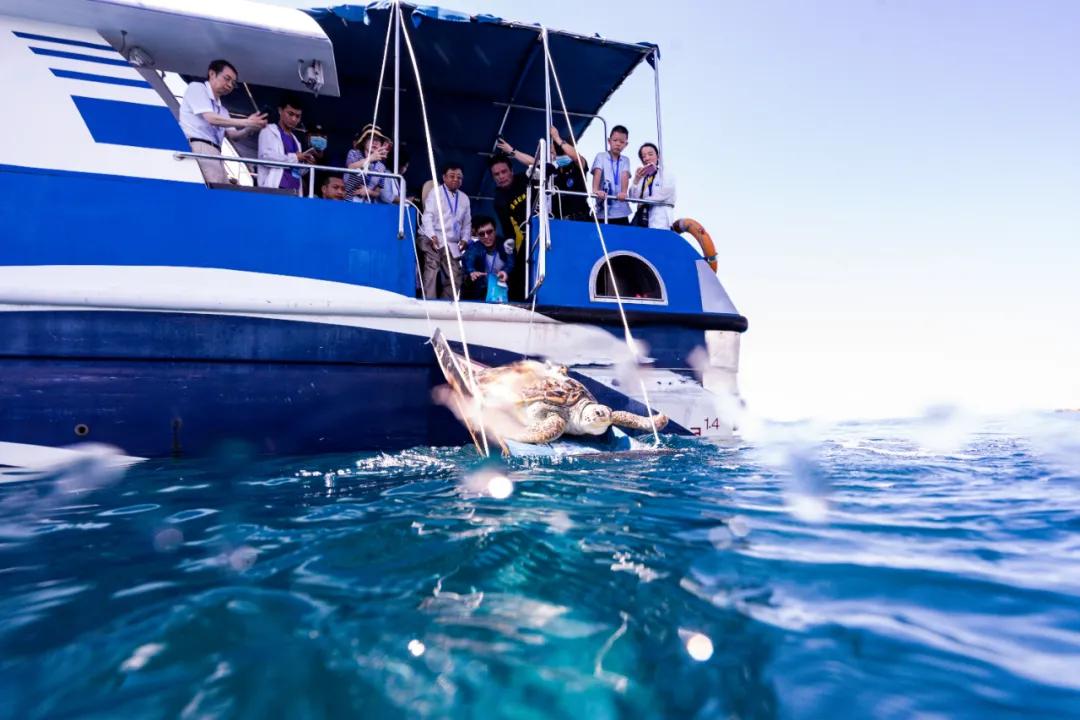 保护海龟守护海洋,我们共同行动!99只海龟从分界洲岛回归大海