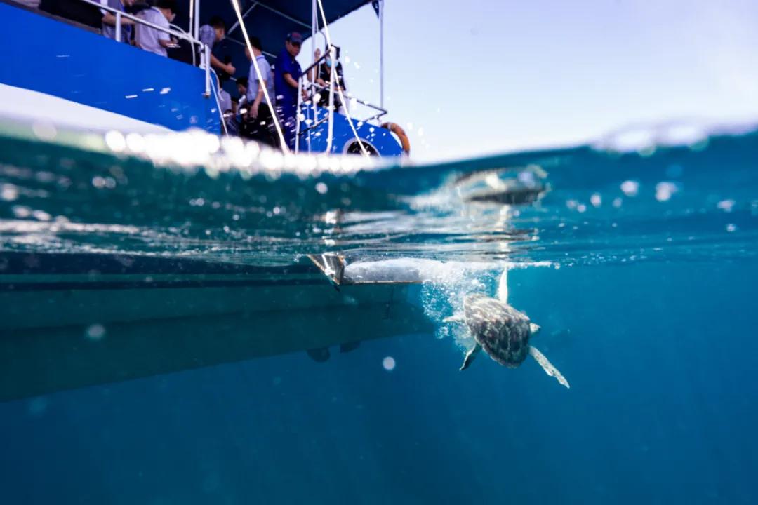 保护海龟守护海洋,我们共同行动!99只海龟从分界洲岛回归大海
