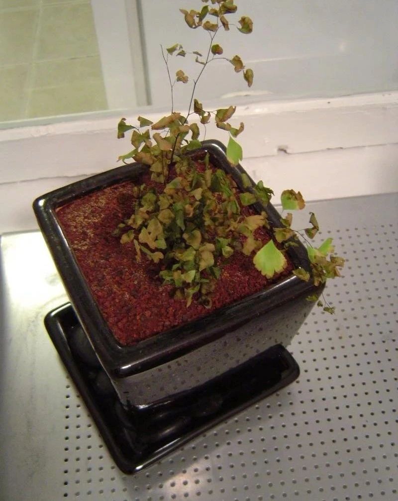 铁线蕨黄叶剪掉还是枯萎了,教你一招救活它,几周长出茂盛嫩叶