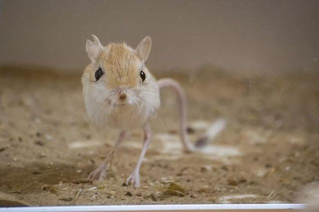 沙漠中的小闪电又萌又可爱蹦蹦跳跳的小埃及跳鼠