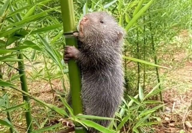 竹鼠有着相当好的滋补食用效果,肉质鲜嫩,没有膻味,可以促进人体白