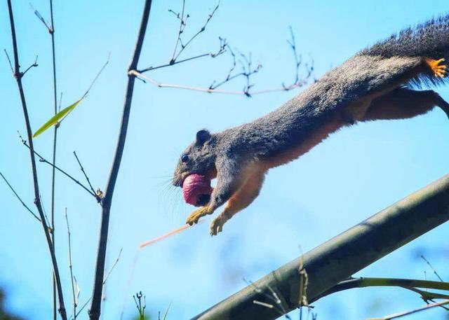 体长1米的树狗吃得多还挑食只吃果肉不吃皮