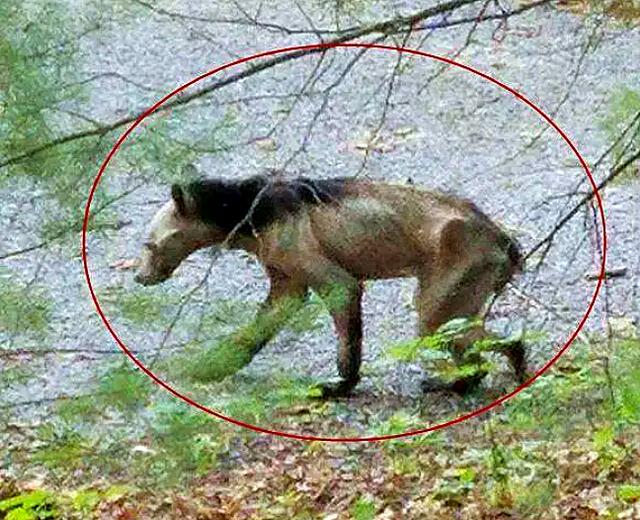 神农架发现凶残不明生物,长着驴头狼身,专家:是史前猛兽!