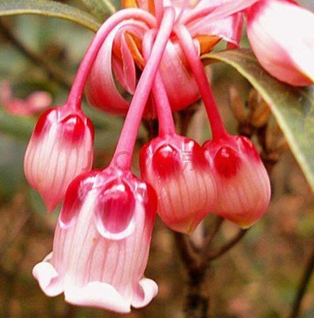 倒挂金钟太娇气度夏难做好几点养护生长健壮花开不断