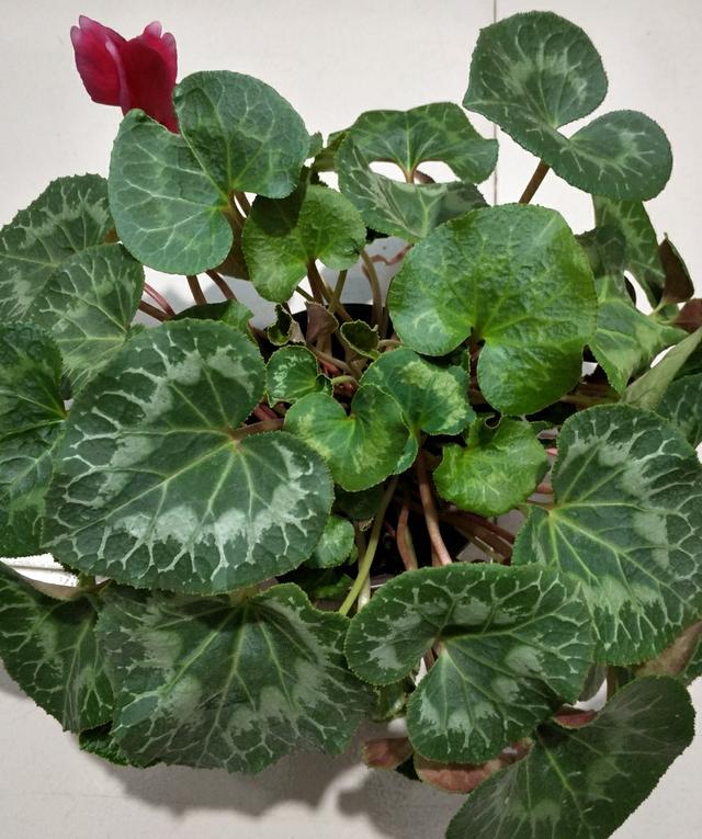 仙客来还是仙鹤来 仙客来为什么叫仙客来