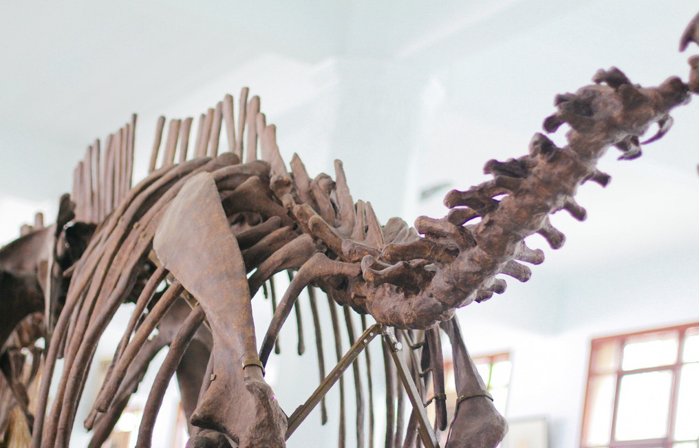 世界上最大的恐龙化石重达77吨的雷龙化石听起来就十分惊人