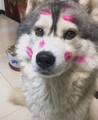 狗狗把风头抢光满脸红唇印被男主连番轰炸