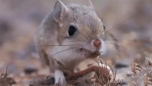 沙漠中的小闪电又萌又可爱蹦蹦跳跳的小埃及跳鼠