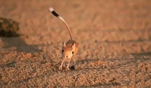 沙漠中的小闪电又萌又可爱蹦蹦跳跳的小埃及跳鼠