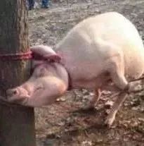 燃爆了!中国军人集体跳藏族舞,太帅了!