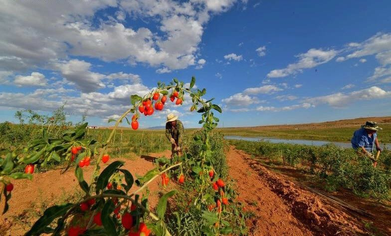 宁夏核心产区舟塔枸杞有点苦