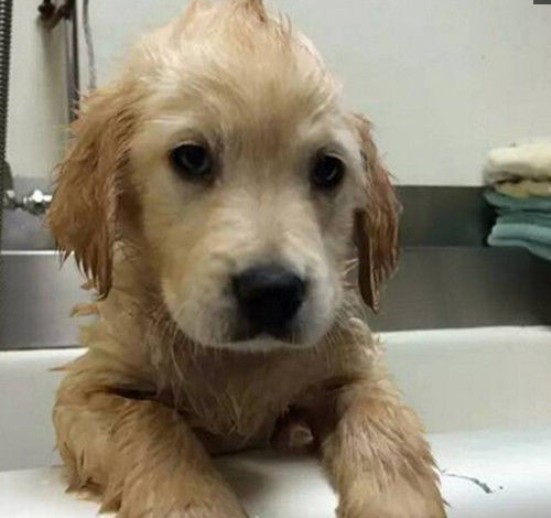 小金毛牙缝太大,戴上牙套之后,画风瞬间就变了!