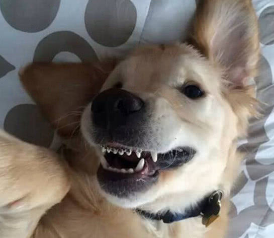 小金毛牙缝太大,戴上牙套之后,画风瞬间就变了!