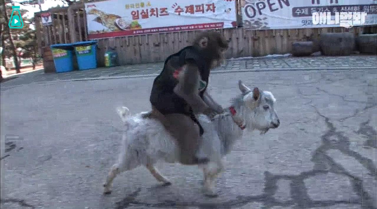 小猴子竟然骑在山羊后背上 .原来两只小家伙从小都不合群