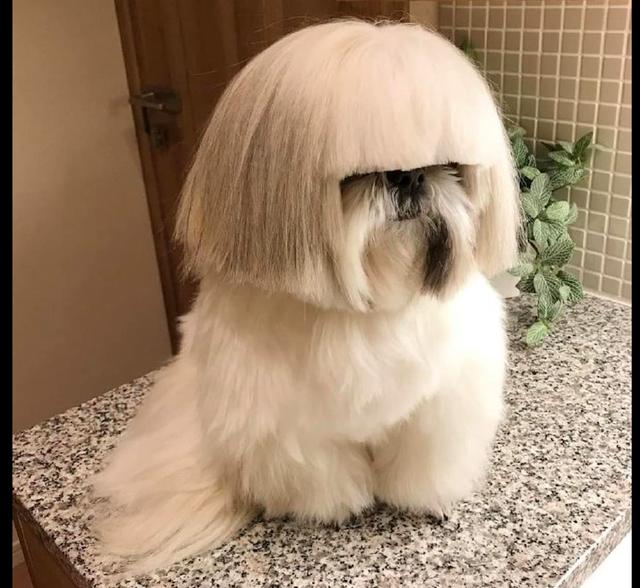 主人给狗做了蘑菇头发型,它一脸严肃,好像妈妈剪发回来的样子