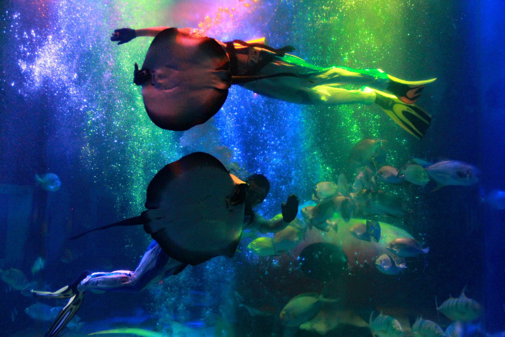 海南又一水族馆走红海王就曾在此取景距亚龙湾半小时车程