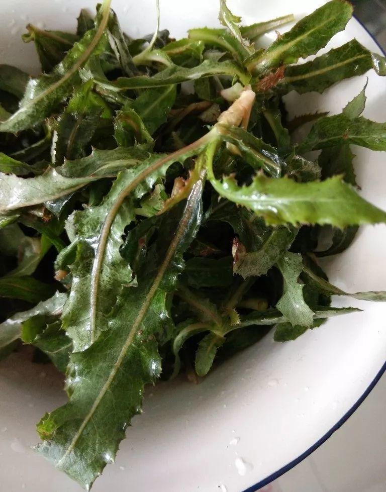 山东人就好这口苦菜蘸大酱配上一个窝窝头好吃的流口水