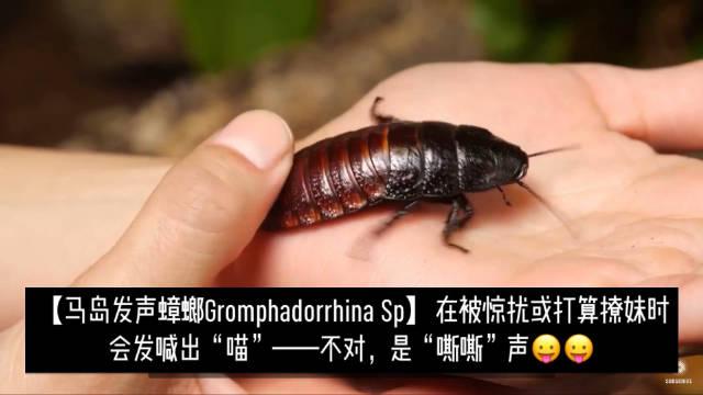 马岛发声蟑螂gromphadorrhinasp