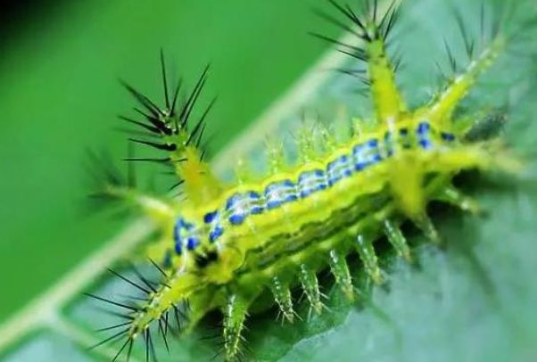 树下乘凉,被"洋辣子"蛰了咋办?