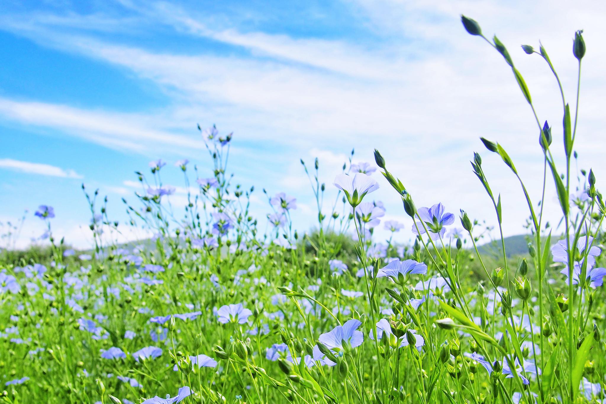 源于自然的召唤|亚麻籽油|亚麻|亚麻籽_新浪新闻