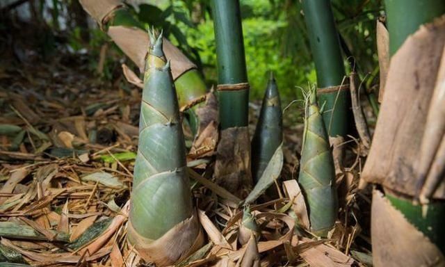 村民到山里找竹笋却猛然看见树上吊着个死人吓得他疯狂逃出山林