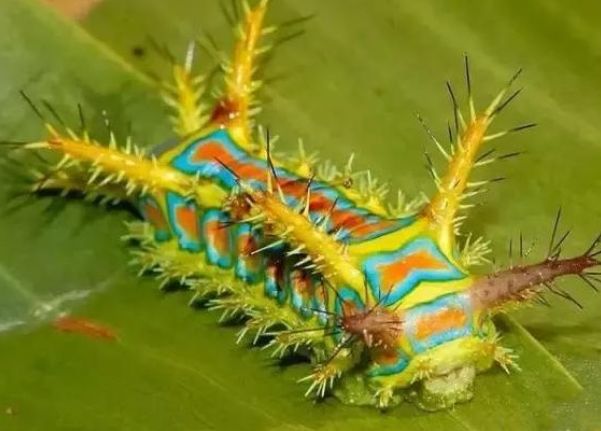 植物小知识!树下乘凉,被"洋辣子"蛰了咋办?